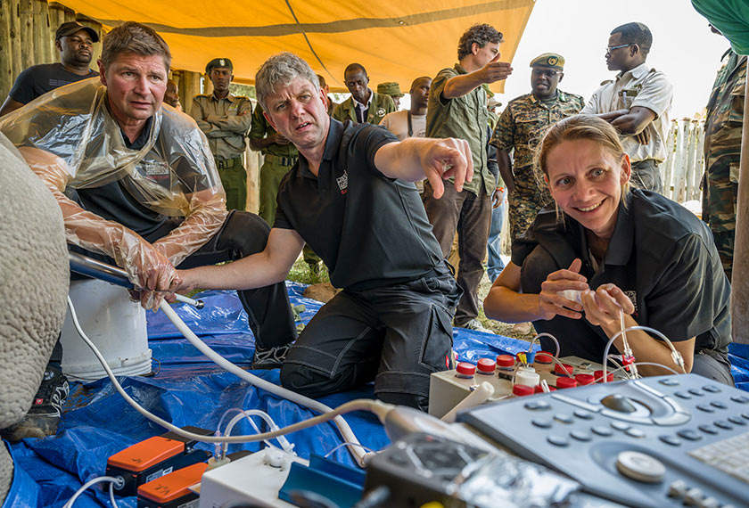 Usaha ini diketuai Institut Leibniz, Penyelidikan Hidupan Liar Kenya dan Pusat Konservasi Ol Peteja. Foto: AP