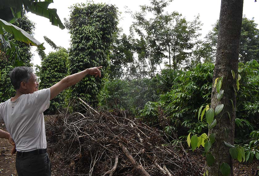 Tuyen di ladang kopi miliknya. Katanya, tanaman itu membantunya membesarkan anak-anaknya. Pasukan Ceritalah