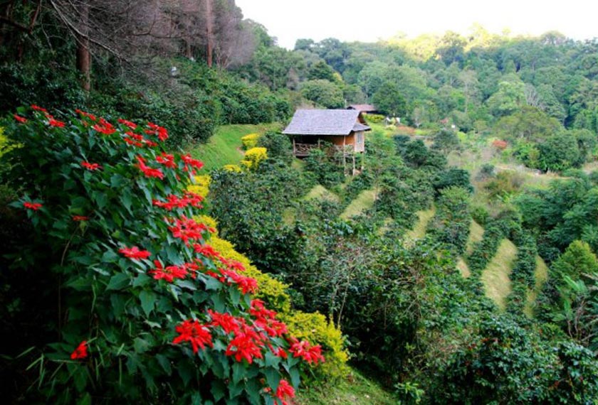 Sebuah ladang kopi di Indonesia. Foto Comunicaffe International 
