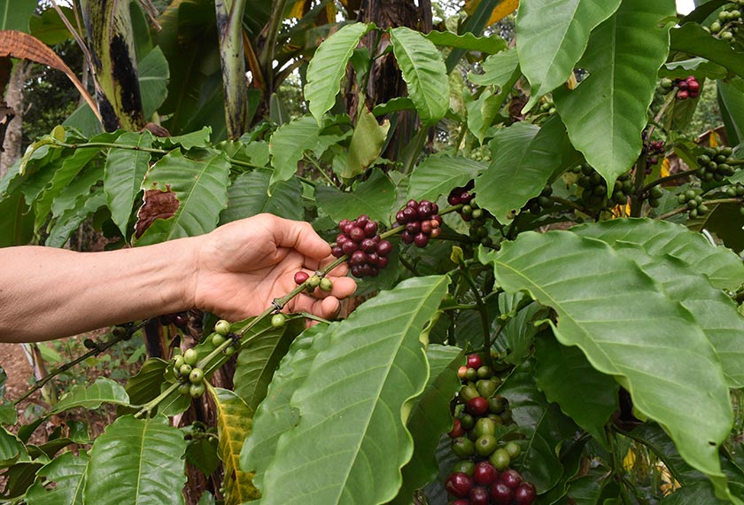 Memeriksa biji kopi. Pasukan Ceritalah