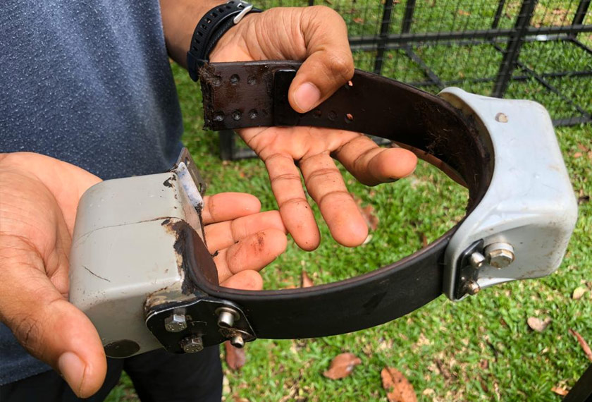 Kolar GPS yang dipasang pada harimau dahan untuk mengetahui pergerakan haiwan itu di dalam hutan.