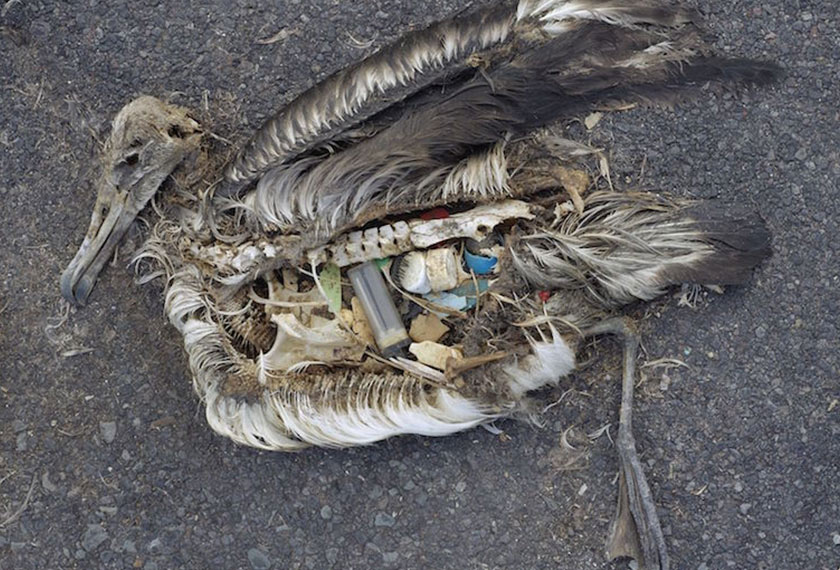 Pembedahan ke atas burung ini menunjukkan jumlah sampah plastik yang dicerna haiwan tersebut. Pencemaran plastik mengakibatkan kematian jutaan spesies burung laut setiap tahun. Foto Smithsonian