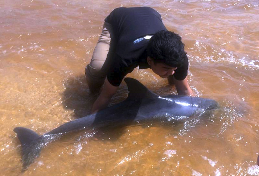 Pelajar tahun akhir Sarjana Muda Sains Biologi Marin Universiti Malaysia Terengganu (UMT) Mohd Nur Aiman Suhaimi, 23, bersama tujuh rakannya menyelamatkan ikan lumba-lumba yang terdampar di Pantai Tanjung Gelam. - Foto BERNAMA