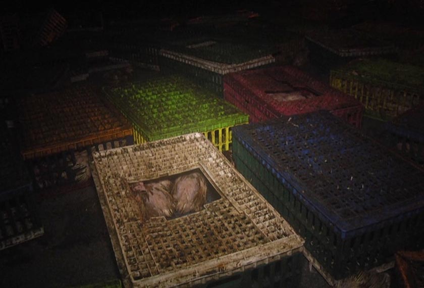 Kereta mangsa merempuh lori yang membawa muatan 2,000 ekor ayam.