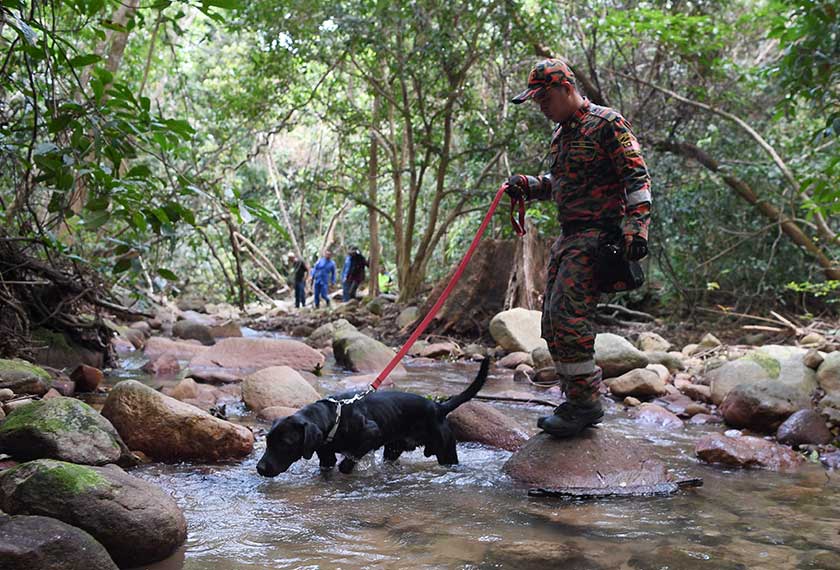Anggota Jabatan Bomba dan Penyelamat daripada Unit Pengesan membawa anjing ketika bersama Polis Diraja Malaysia, Pasukan Gerakan Am dan Angkatan Pertahanan Awam (APM) melakukan carian di kaki Gunung Kijang ketika memperhebatkan operasi mencari pelancong warga Finland Nikitin Aleksis Elus Valtteri, 20. - Foto Bernama