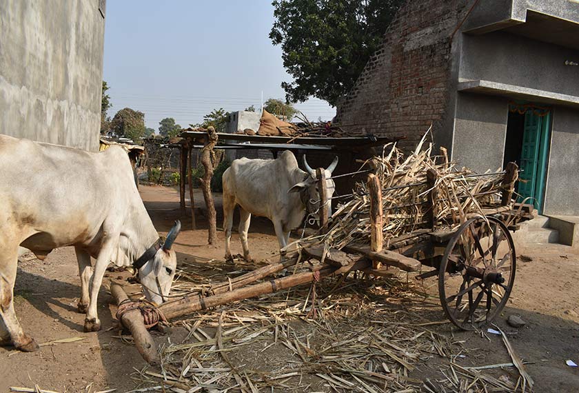 Pada 2016, sektor pertanian menyumbang 23% kepada KDNK India. Negara itu juga menyumbang 7.68% kepada hasil pertanian dunia. - Foto Karim Raslan/Ceritalah