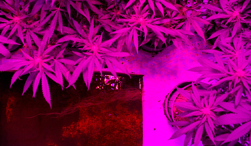 Pokok ganja menerima khasiat daripada sisa buangan ikan, seterusnya akar pokok itu membersihkan air. - Reuters