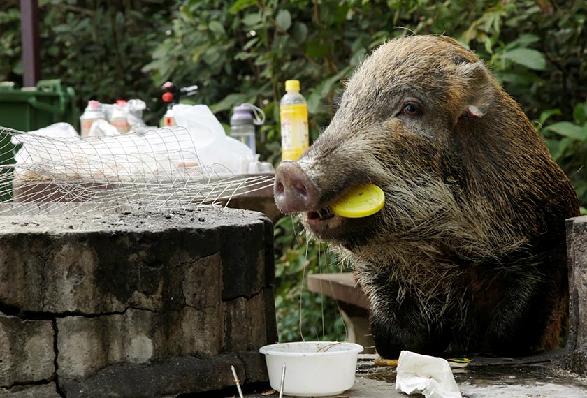 A wild boar holds a plastic lid in its mouth as it eats leftovers from a barbecue pit at the Aberdeen Country Park in Hong Kong, China on Jan 27, 2019. - REUTERS/Jayson Albano