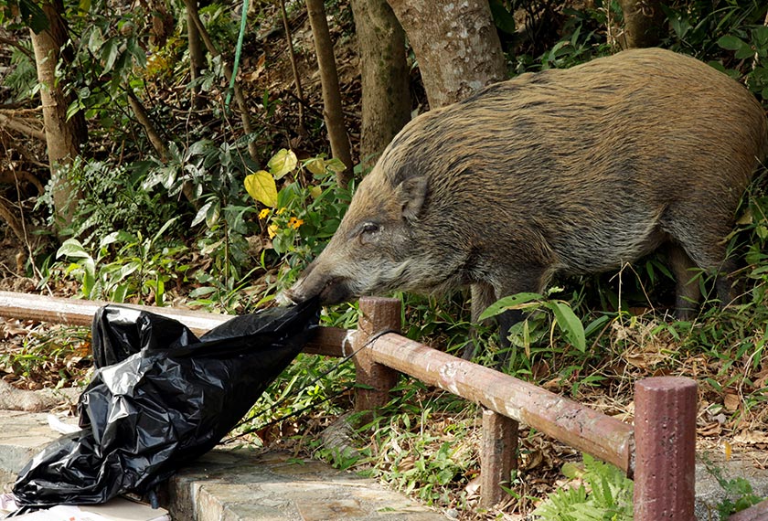 A wild boar checks a plastic trash bag near a barbecue pit at the Aberdeen Country Park in Hong Kong, China on Jany 27, 2019. - REUTERS/Jayson Albano
