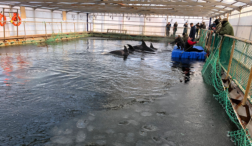 Lebih 100 ekor ikan paus disimpan di dalam kolam kecil di sebuah daerah terpencil di Rusia. Foto: AP