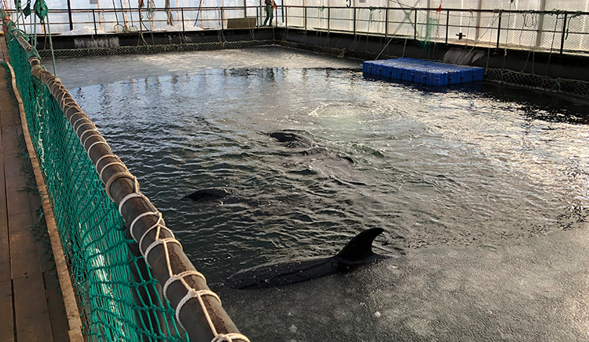 Lebih 100 ekor ikan paus disimpan di dalam kolam kecil di sebuah daerah terpencil di Rusia. Foto: AP