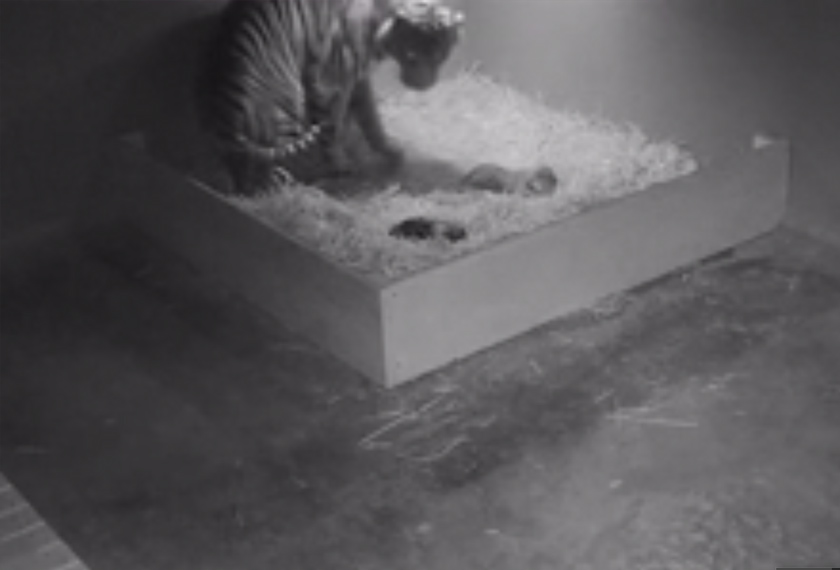 Ibunya yang dinamakan Kartika, memberi sedikit harapan apabila jumlah spesis ini semakin berkurangan di seluruh dunia. -Foto: AP