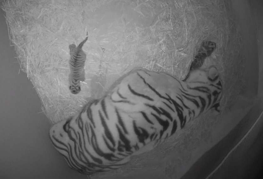 Ibunya yang dinamakan Kartika, memberi sedikit harapan apabila jumlah spesis ini semakin berkurangan di seluruh dunia. -Foto: AP