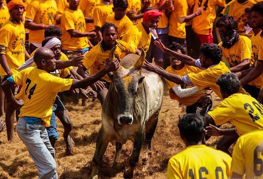 Protes pro-jallikattu 2017 mengundang perhatian media serantau. Tetapi, Jabaraj melihatnya sebagai tradisi kasta kelas atas. Golongan Dalit dilarang menyertai aktiviti itu. Foto Srinivassa Balaji, indiangraffiti.com