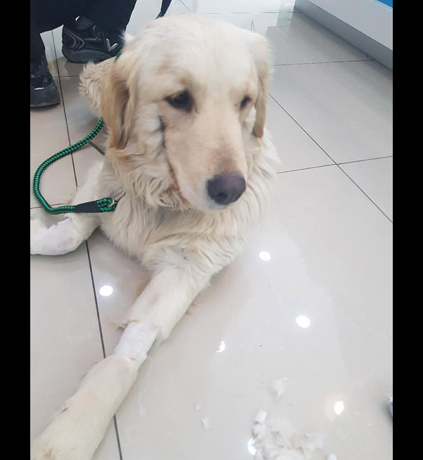 Walaupun menerima kecederaan yang agak teruk, anjing tersebut kelihatan tenang ketika menerima rawatan