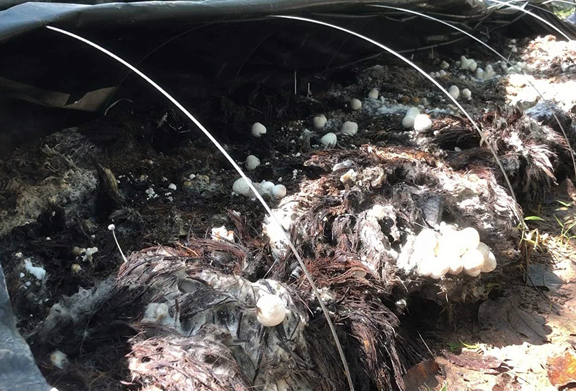 Cendawan yang diusahakan Ismail.