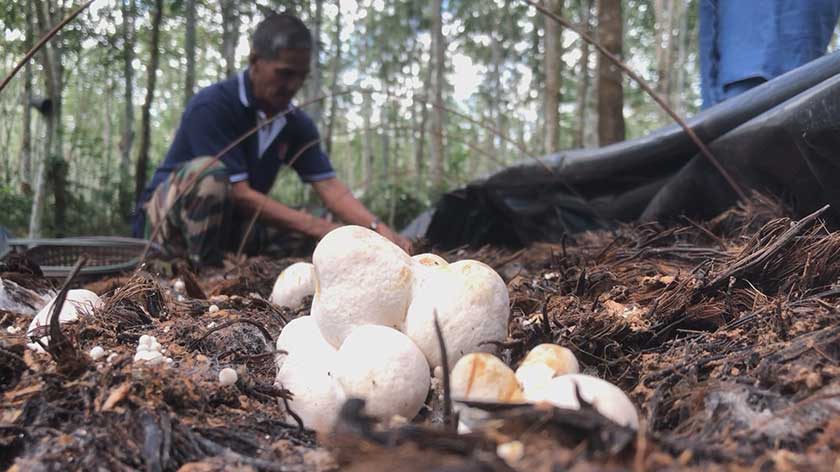 Cendawan yang diusahakan Ismail.
