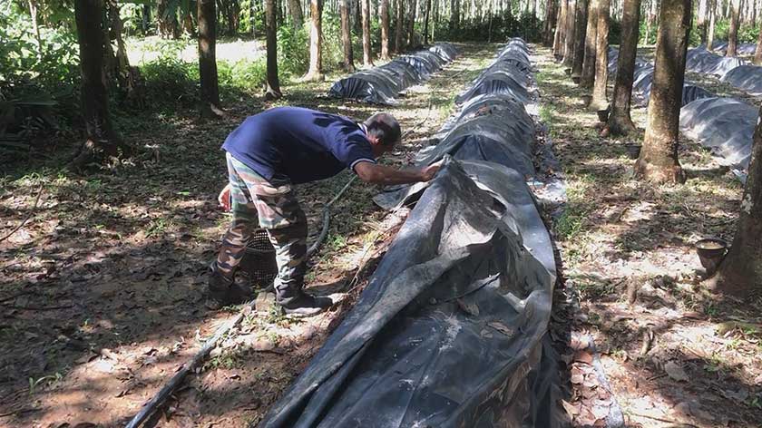 Ismail memeriksa batas tanaman cendawannya.