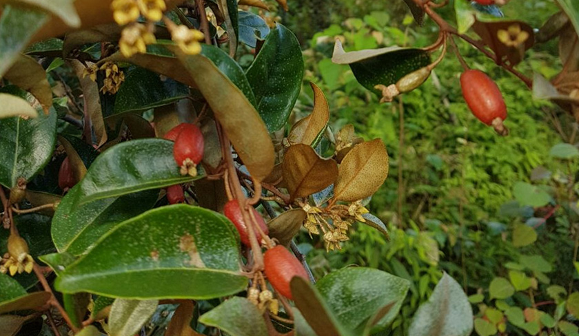 Beri-beri ini kini sukar untuk didapati - Foto Ramzah Dambul