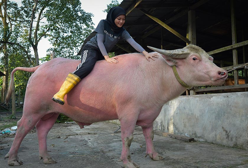 Keakraban Nadia dan kerbaunya tidak boleh dinafikan lagi. - Bernama