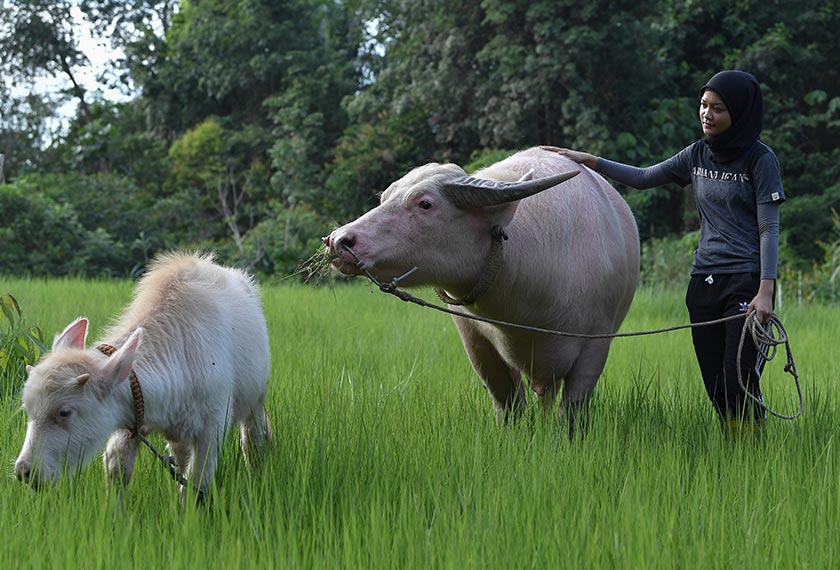 Nadia membawa Awang dan anaknya, Putih, meragut rumput. - Bernama