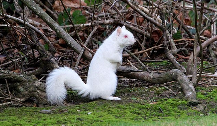Pencinta hidupan liar Gary Fox, 50, sedang berjalan ke Water of Leigh di Edinburgh, ketika dia melihat tupai putih itu.