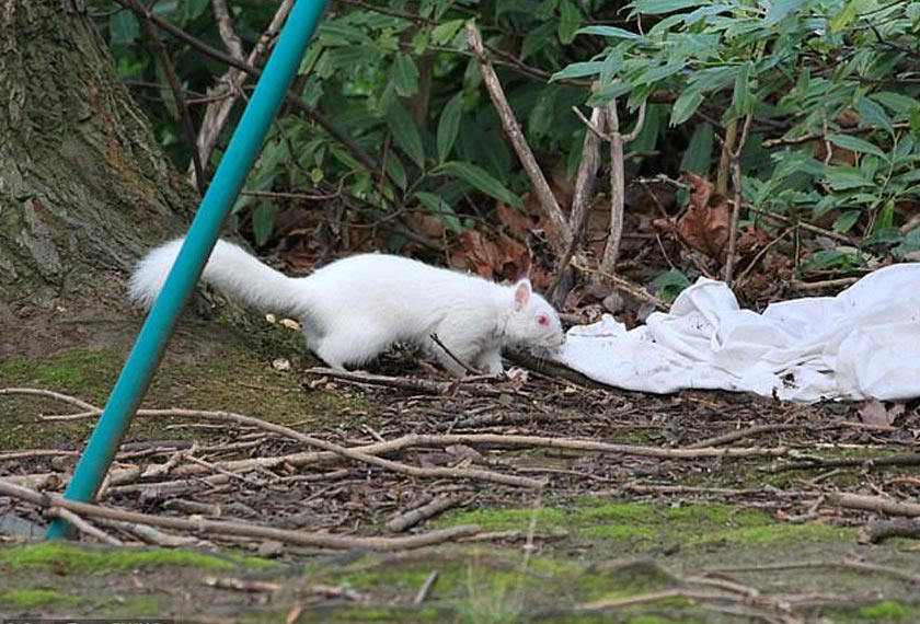 Menurut pakar haiwan, tupai albino sangat jarang ditemui dan dianggarkan hanya satu dalam 100,000 ekor berjaya dicatat. 