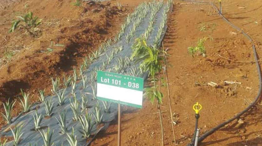 Pokok durian memerlukan 6 tahun untuk mula berbuah, dan lagi 3 atau empat tahun untuk mencapai usia pokok buah yang sempurna. – Foto: JKOAK