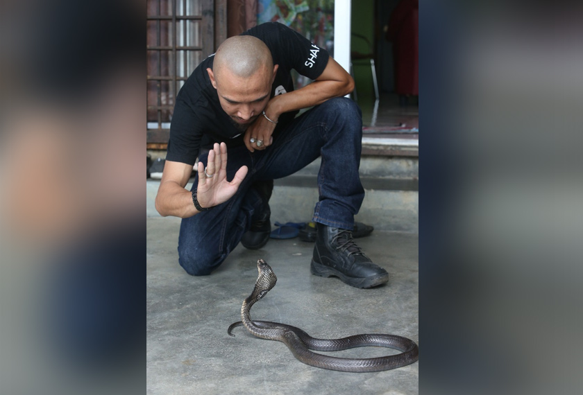 Menurut Mohamad Saifullah, ular tidak bertindak sekiranya nyawa tidak terancam.