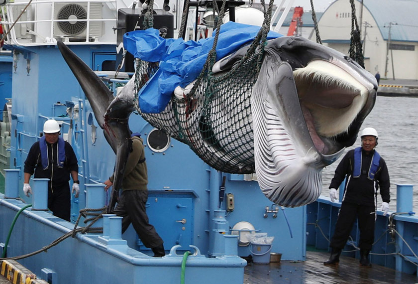 Larangan pemburuan paus yang ditarik balik membuatkan para pemburu menggiatkan semula aktiviti tradisional itu. - Reuters 