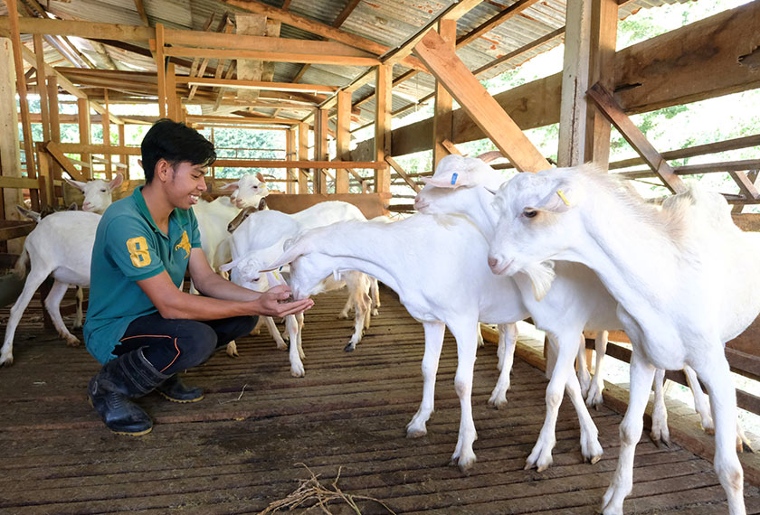Ahmad memberi makanan kepada sekumpulan kambing baka Saanen yang terdapat di ladang Muhammad Livestock Farm yang kini menjadi tular sehingga ke negara jiran ekoran Remos Si Kambing Kacak. --fotoBERNAMA