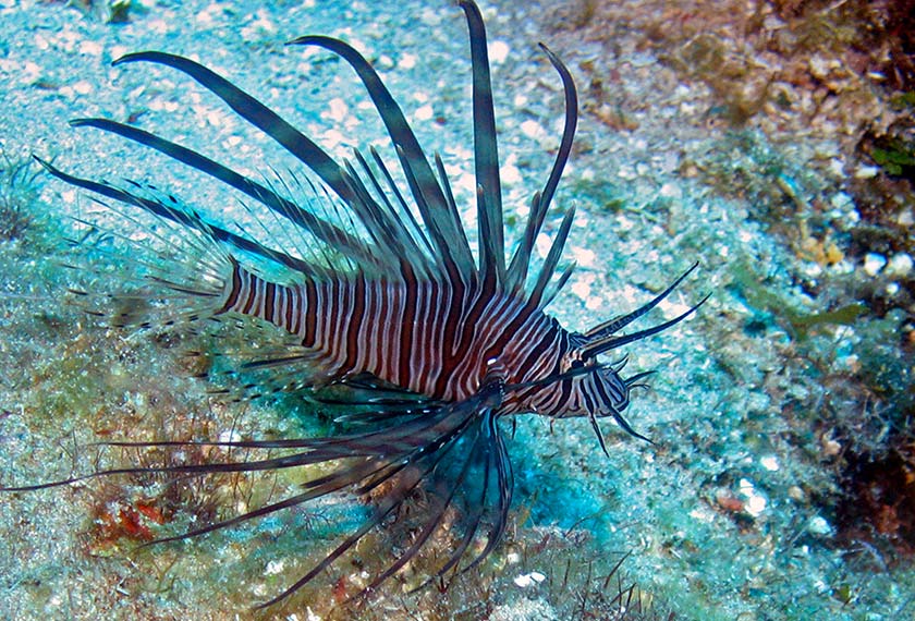Ikan singa mempunyai deretan duri yang beracun di bahagian sirip atasnya. - Reuters