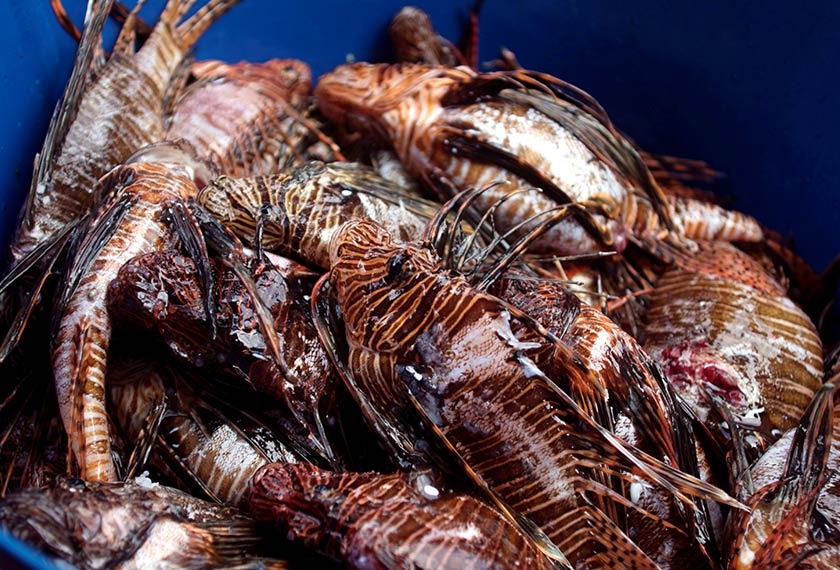 Projek tajaan EU menggalakkan ikan singa diburu dan dimakan. - Reuters