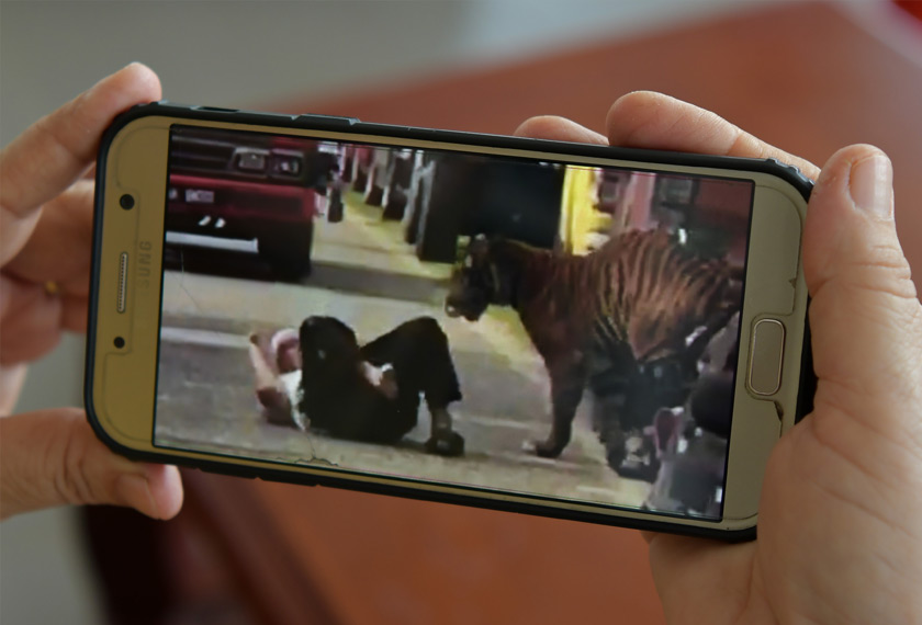 Video yang dirakam isteri Abdul Fatah menyaksikan beliau terjatuh ketika mahu menyelamatkan diri daripada dibaham harimau di Kampung Besul Bukit Besi kira-kira pukul 2 petang Khamis. --fotoBERNAMA