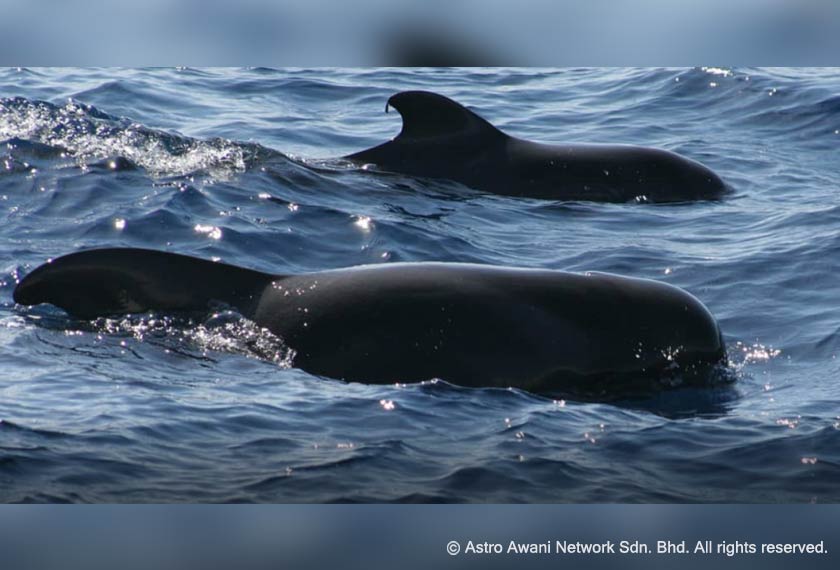Paus pilot sirip pendek tersenarai dalam jadual mamalia marin, antara salah satu spesies marin terancam di Malaysia. - Sumber Jabatan Perikanan Malaysia