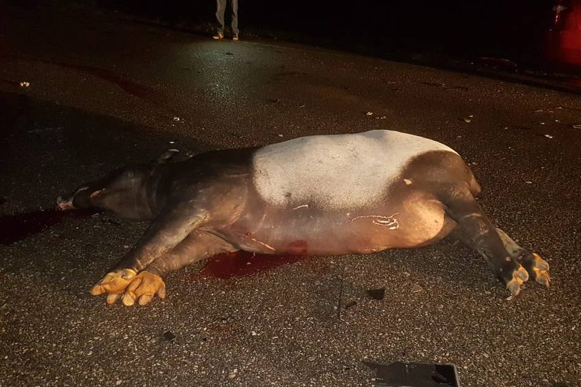Tapir Malaya yang terlibat di dalam kemalangan di Jalan Gua Musang-Kuala Krai, Kelantan dan dalam sekelip mata dilapah oleh pengguna jalan raya yang lain untuk mencuri organ, kulit dan tulang tapir tersebut sebelum ketibaan Jabatan Perhilitan – Sumber orang awam