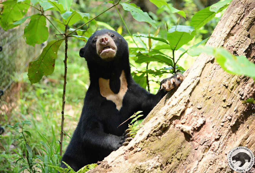 Beruang matahari juga dikenali sebagai beruang madu