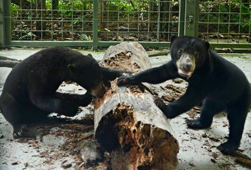 Ketika ini, hanya terdapat 43 ekor beruang matahari di bawah jagaan BSBCC.