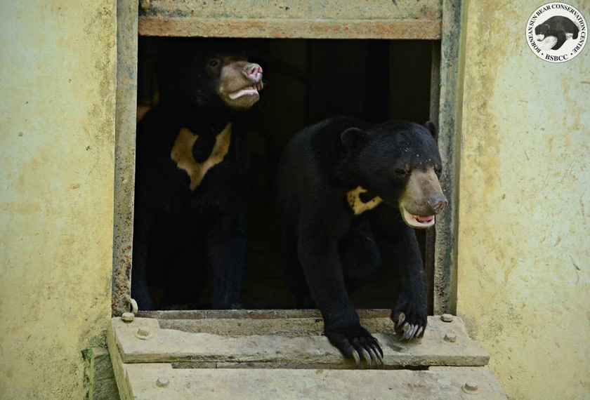 Menjadikan beruang matahari sebagai haiwan peliharaan adalah salah di sisi undang-undang kerana ia sebahagian haiwan yang dilindungi.