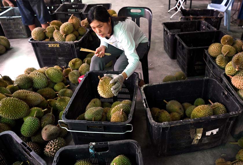 Seorang pekerja dusun James Wong melakukan kerja-kerja pembersihan buah durian di Sungai Pinang. - Bernama