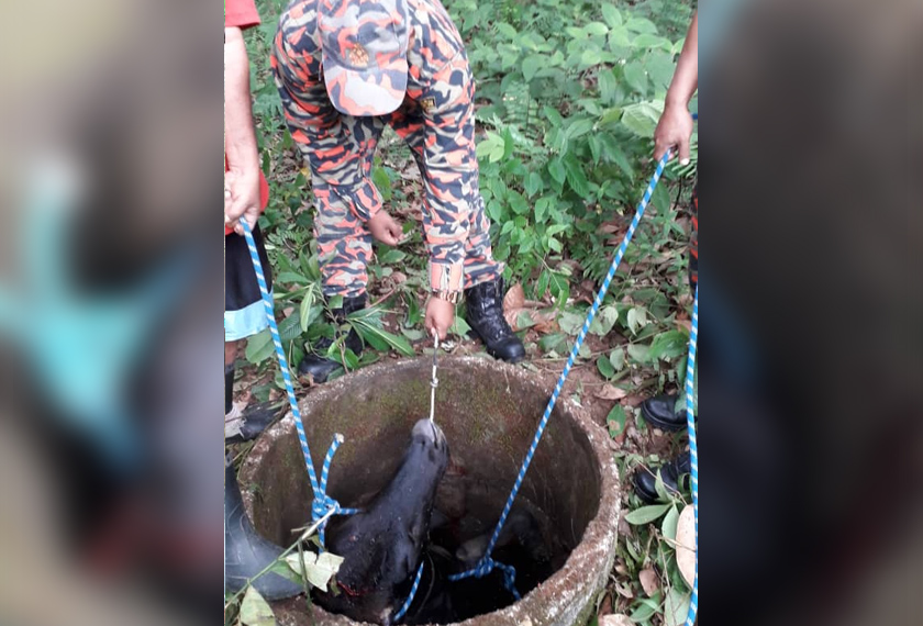 Empat anggota bomba dan penduduk kampung bertungkus-lumus cuba menaikkan lembu itu. - JBPM