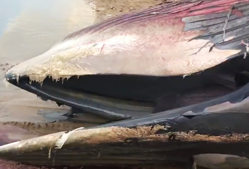 Paus Bryde yang seberat 10 tan ini dipercayai tidak mati atas faktor semula jadi. - Video Jabatan Sumber Marin Thailand