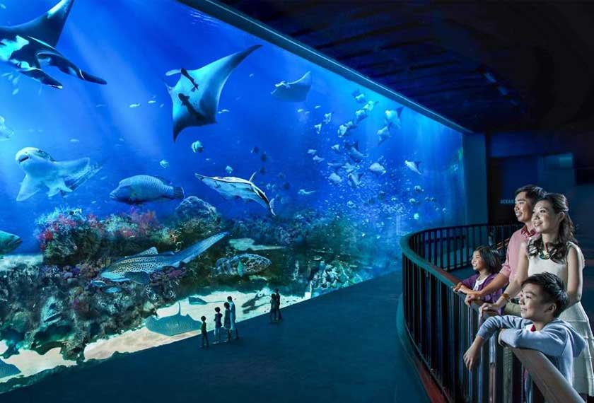Jadilah sebahagian daripada warga marin di S.E.A. Aquarium, Singapura. - Sumber Gambar Resorts World Sentosa