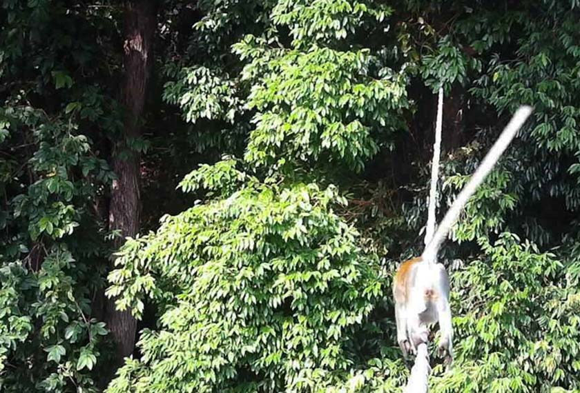 The surveillance camera recorded the first crossing, made by a long-tailed macaque (Macaca fascicularis). - Facebook / Langur Project Penang