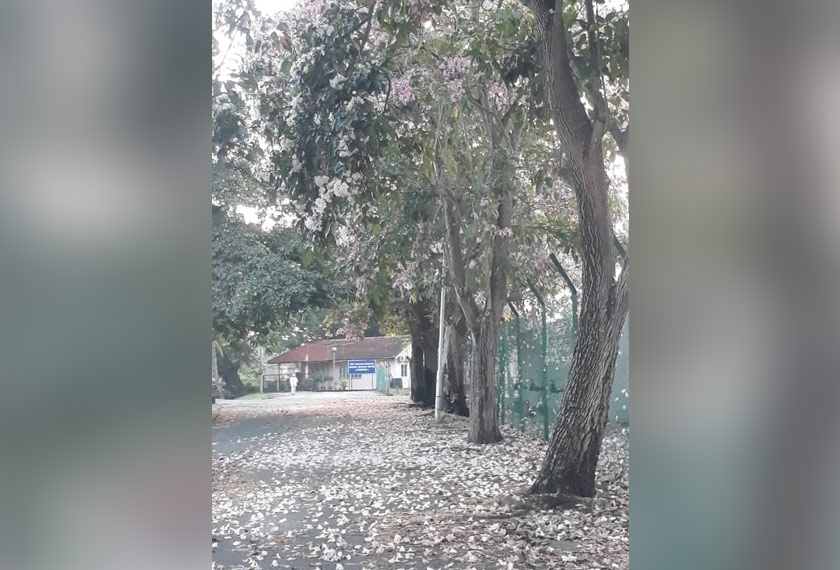 KEINDAHAN bunga tecoma yang muncul setahun sekali di Alor Setar, Kedah menjadi bahan perbincangan di media sosial. - Gambar ihsan Zahran Saad