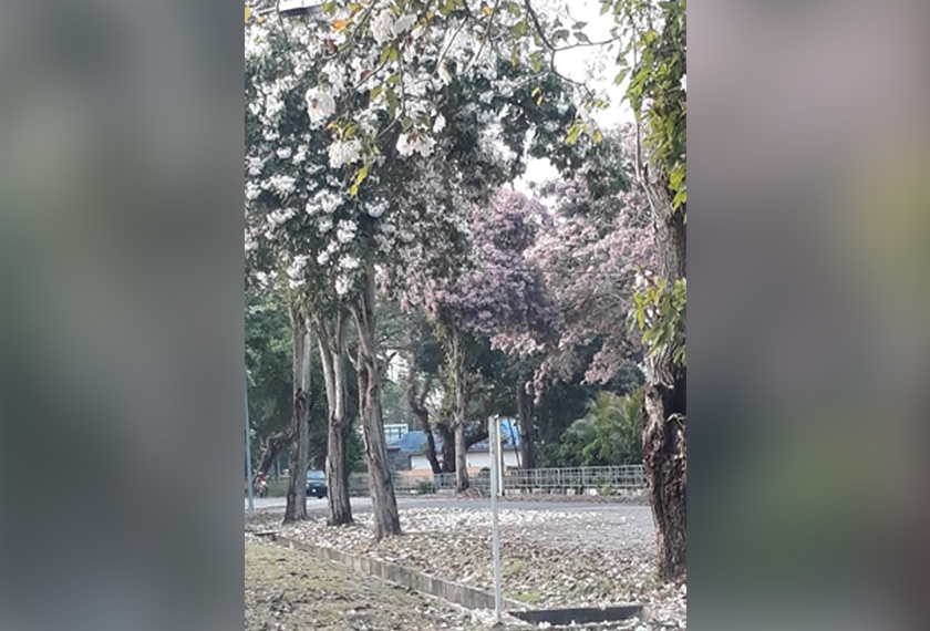 MUSIM bunga temoca di Alor Setar ketika ini saling tidak ubah seperti musim bunga di Kedah. - Gambar ihsan Zahran Saad