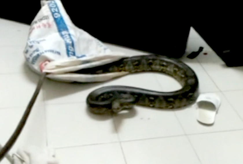 Kes ini dikatakan pertama kali berlaku di kawasan perumahan setinggi 17 tingkat itu. - Foto Astro AWANI