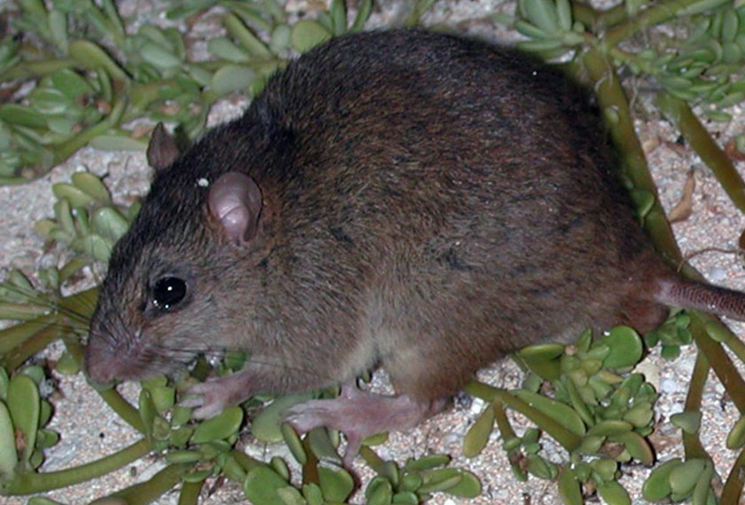 Bramble Cay Melomys (Melomys rubicola) Sumber: Ian Bell/Queensland Department of Environment and Heritage Protection