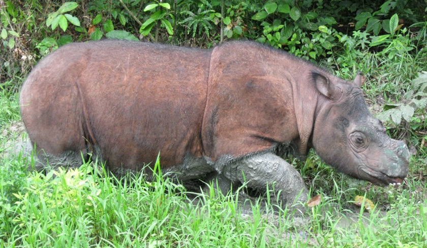 Kerajaan Malaysia, Sabah dan Borneo Rhino Alliance telah menjaga Tam dan badak-badak lain sejak 10 tahun lalu.