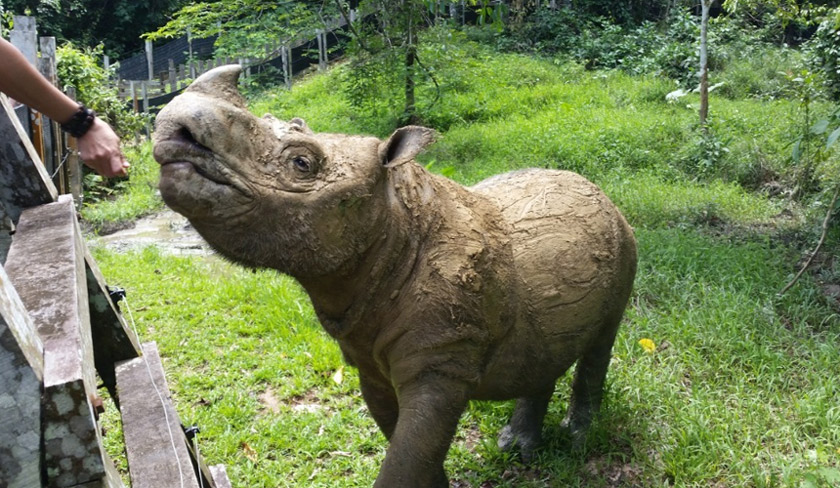 dianggarkan berumur lebih 35 tahun hilang selera makan dan kurang bertindak balas sejak April lalu.